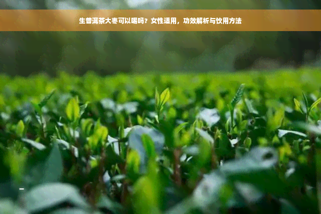 生普洱茶大枣可以喝吗？女性适用，功效解析与饮用方法