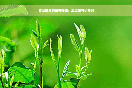 普洱茶泡茶细节描述：全过程与小知识