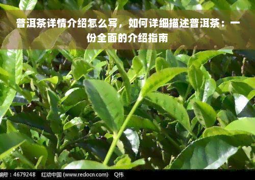 普洱茶详情介绍怎么写，如何详细描述普洱茶：一份全面的介绍指南