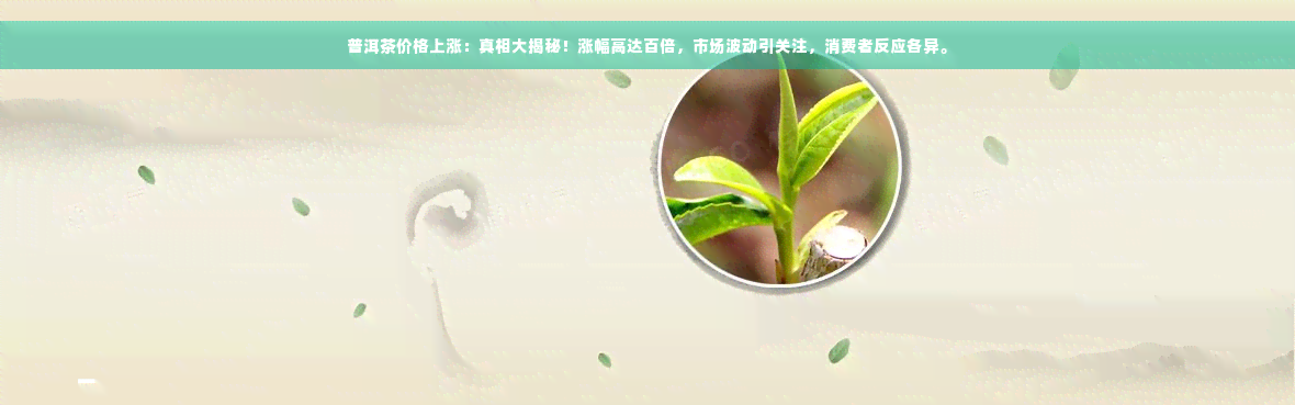 普洱茶价格上涨：真相大揭秘！涨幅高达百倍，市场波动引关注，消费者反应各异。