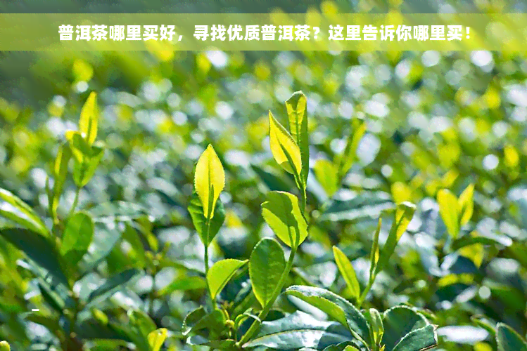 普洱茶哪里买好，寻找优质普洱茶？这里告诉你哪里买！