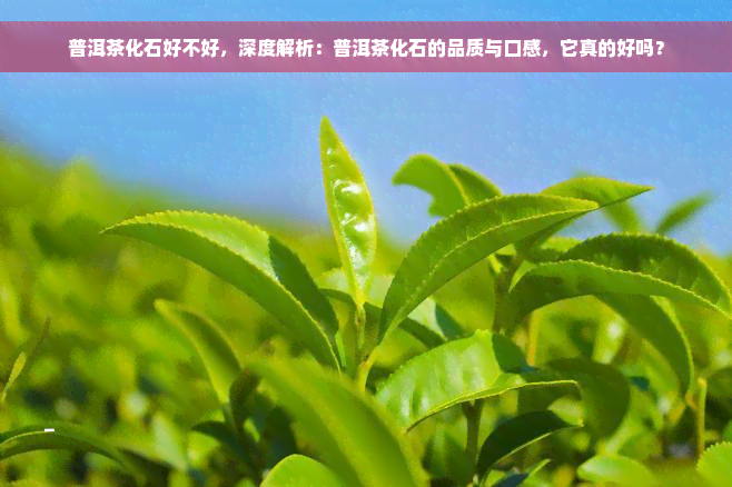 普洱茶化石好不好，深度解析：普洱茶化石的品质与口感，它真的好吗？