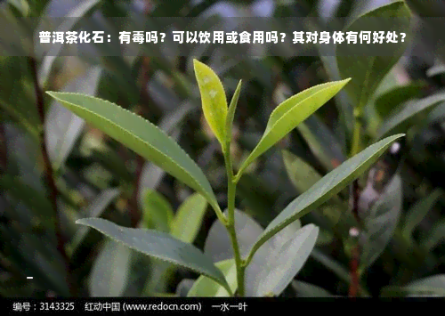 普洱茶化石：有毒吗？可以饮用或食用吗？其对身体有何好处？