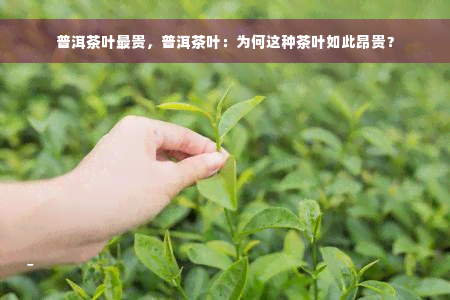 普洱茶叶最贵，普洱茶叶：为何这种茶叶如此昂贵？