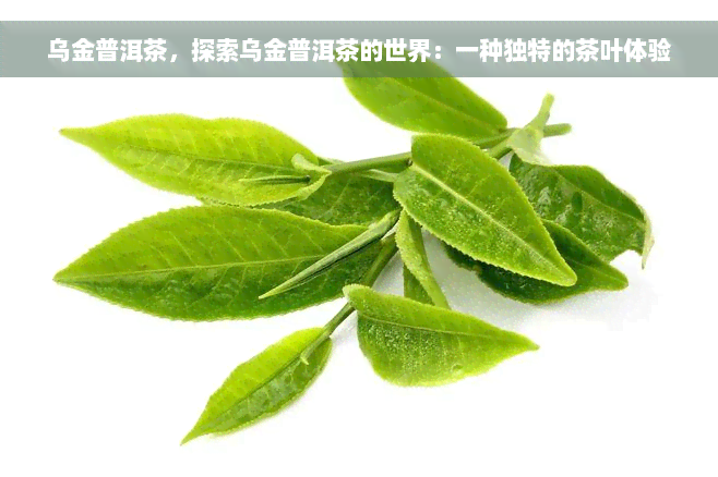 乌金普洱茶，探索乌金普洱茶的世界：一种独特的茶叶体验