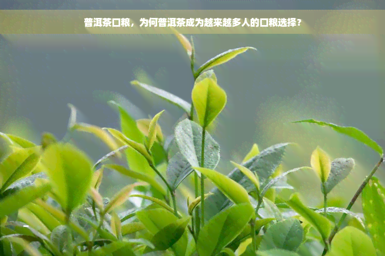 普洱茶口粮，为何普洱茶成为越来越多人的口粮选择？