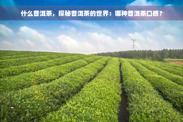 什么普洱茶，探秘普洱茶的世界：哪种普洱茶口感？