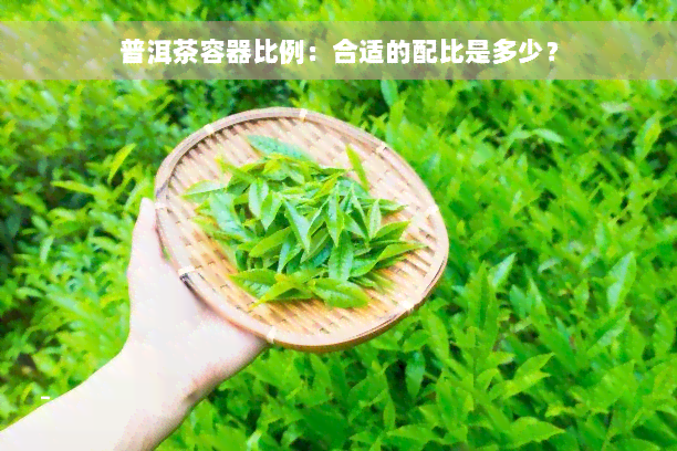 普洱茶容器比例：合适的配比是多少？