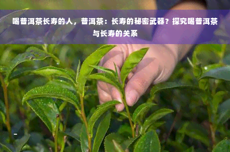 喝普洱茶长寿的人，普洱茶：长寿的秘密武器？探究喝普洱茶与长寿的关系