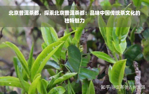 北京普洱茶都，探索北京普洱茶都：品味中国传统茶文化的独特魅力