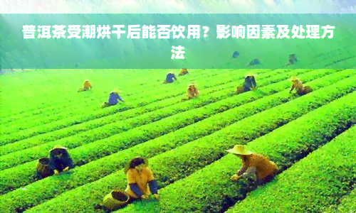 普洱茶受潮烘干后能否饮用？影响因素及处理方法