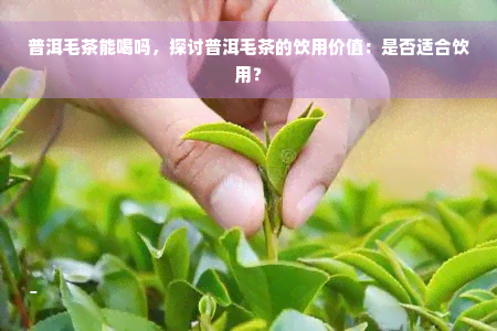 普洱毛茶能喝吗，探讨普洱毛茶的饮用价值：是否适合饮用？