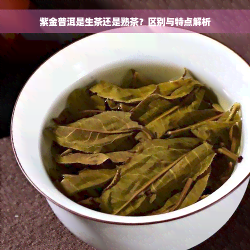 紫金普洱是生茶还是熟茶？区别与特点解析