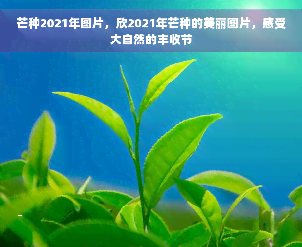 芒种2021年图片，欣2021年芒种的美丽图片，感受大自然的丰收节