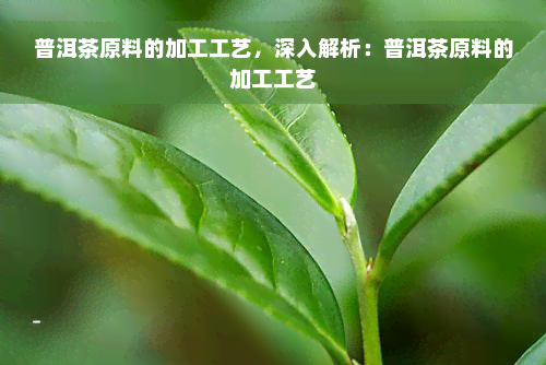 普洱茶原料的加工工艺，深入解析：普洱茶原料的加工工艺