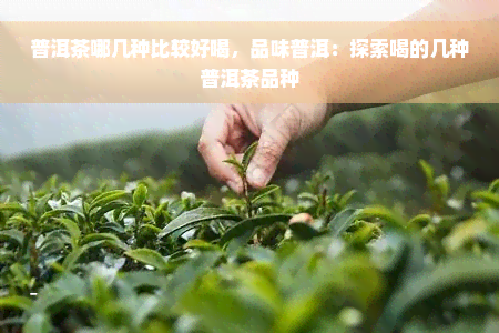 普洱茶哪几种比较好喝，品味普洱：探索喝的几种普洱茶品种