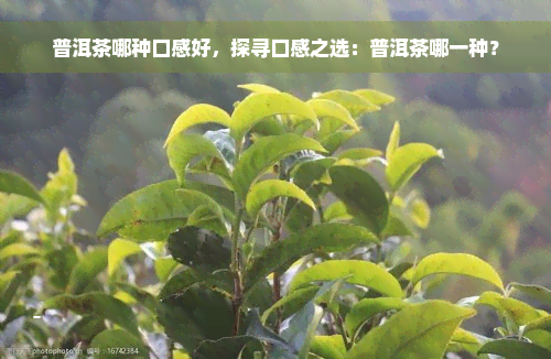 普洱茶哪种口感好，探寻口感之选：普洱茶哪一种？