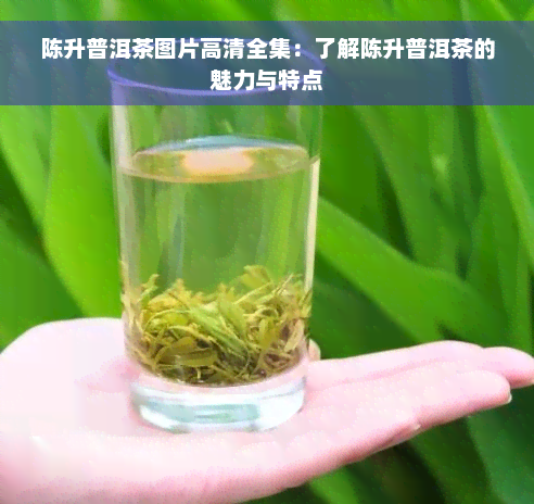 陈升普洱茶图片高清全集：了解陈升普洱茶的魅力与特点