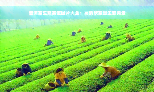 普洱茶生态茶馆图片大全：高清欣茶园生态美景