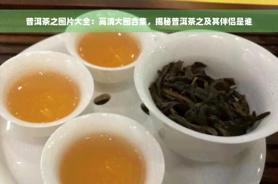 普洱茶之图片大全：高清大图合集，揭秘普洱茶之及其伴侣是谁