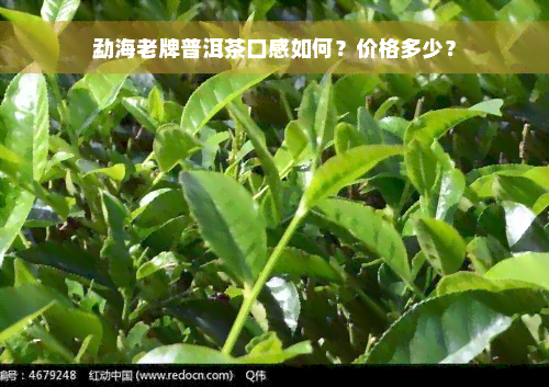 勐海老牌普洱茶口感如何？价格多少？