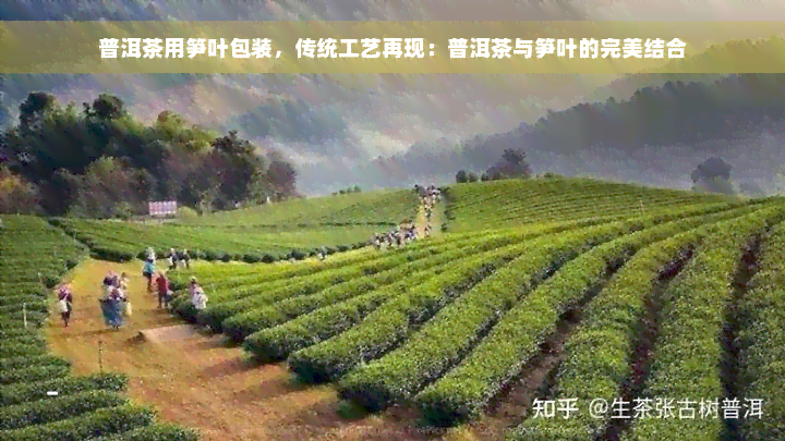 普洱茶用笋叶包装，传统工艺再现：普洱茶与笋叶的完美结合