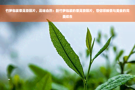 竹笋包装普洱茶图片，品味自然：新竹笋包装的普洱茶图片，带你领略茶与美食的完美结合