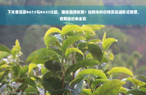 下关普洱茶8613与8653比较，哪些值得收藏？松鹤年的价格及高端款式推荐，官网报价表全览