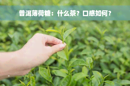 普洱薄荷糖：什么茶？口感如何？