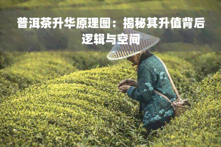 普洱茶升华原理图：揭秘其升值背后逻辑与空间