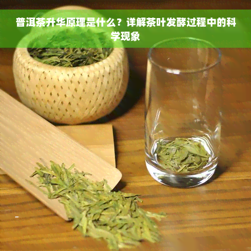 普洱茶升华原理是什么？详解茶叶发酵过程中的科学现象