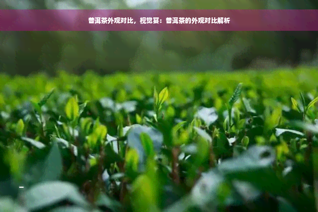 普洱茶外观对比，视觉宴：普洱茶的外观对比解析