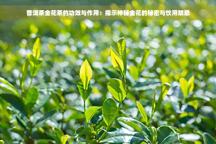 普洱茶金花茶的功效与作用：揭示神秘金花的秘密与饮用禁忌