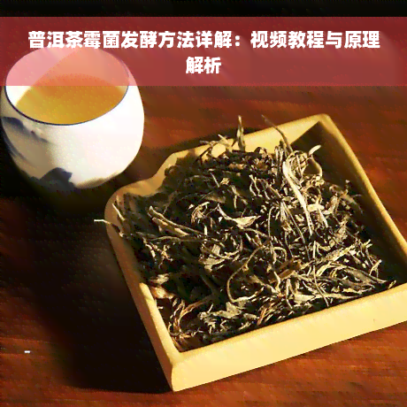 普洱茶霉菌发酵方法详解：视频教程与原理解析