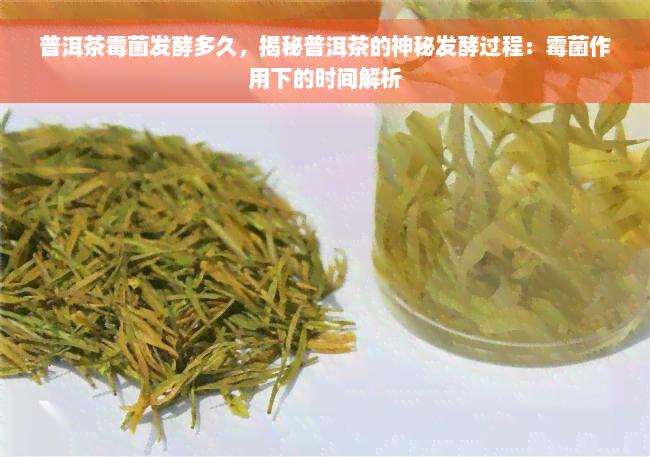 普洱茶霉菌发酵多久，揭秘普洱茶的神秘发酵过程：霉菌作用下的时间解析