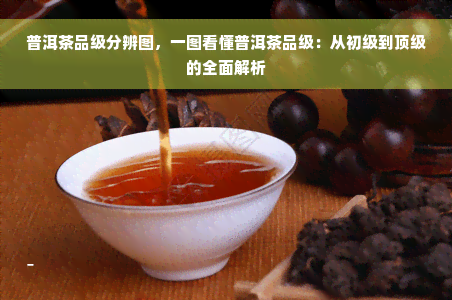 普洱茶品级分辨图，一图看懂普洱茶品级：从初级到顶级的全面解析