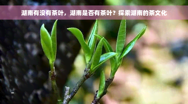 湖南有没有茶叶，湖南是否有茶叶？探索湖南的茶文化