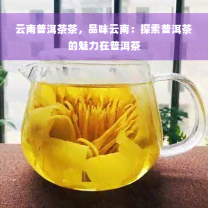 云南普洱茶茶，品味云南：探索普洱茶的魅力在普洱茶