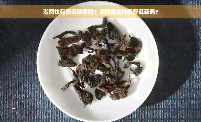 湖南也有普洱茶卖吗？湖南适合种植普洱茶吗？