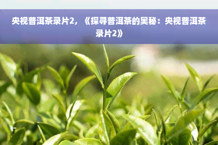 央视普洱茶录片2，《探寻普洱茶的奥秘：央视普洱茶录片2》