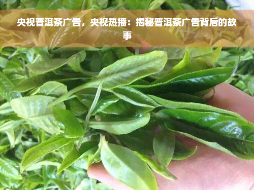 央视普洱茶广告，央视热播：揭秘普洱茶广告背后的故事