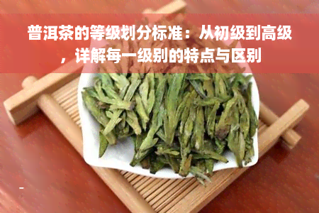 普洱茶的等级划分标准：从初级到高级，详解每一级别的特点与区别