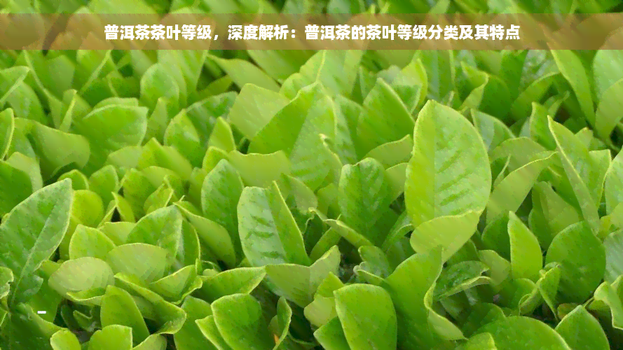 普洱茶茶叶等级，深度解析：普洱茶的茶叶等级分类及其特点