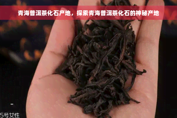 青海普洱茶化石产地，探索青海普洱茶化石的神秘产地