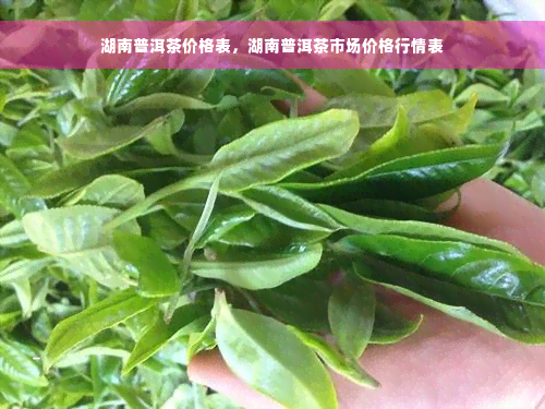 湖南普洱茶价格表，湖南普洱茶市场价格行情表