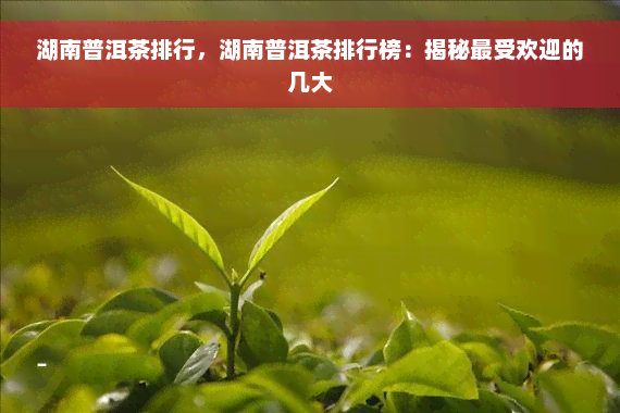 湖南普洱茶排行，湖南普洱茶排行榜：揭秘更受欢迎的几大