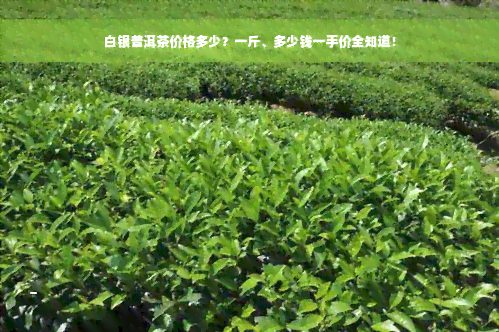 白银普洱茶价格多少？一斤、多少钱一手价全知道！