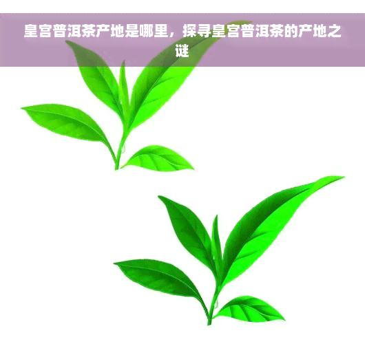 皇宫普洱茶产地是哪里，探寻皇宫普洱茶的产地之谜