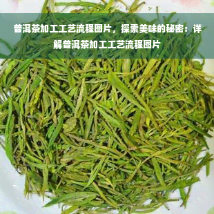 普洱茶加工工艺流程图片，探索美味的秘密：详解普洱茶加工工艺流程图片