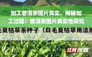 加工普洱茶图片真实，揭秘加工过程：普洱茶图片真实性探究